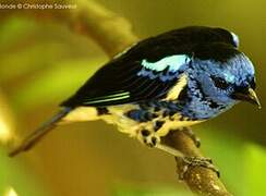Turquoise Tanager