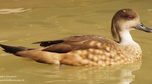 Canard huppé
