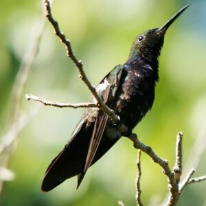 Ruby-throated Hummingbird