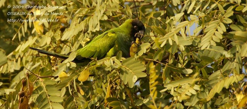 Nanday Parakeet, identification, feeding habits