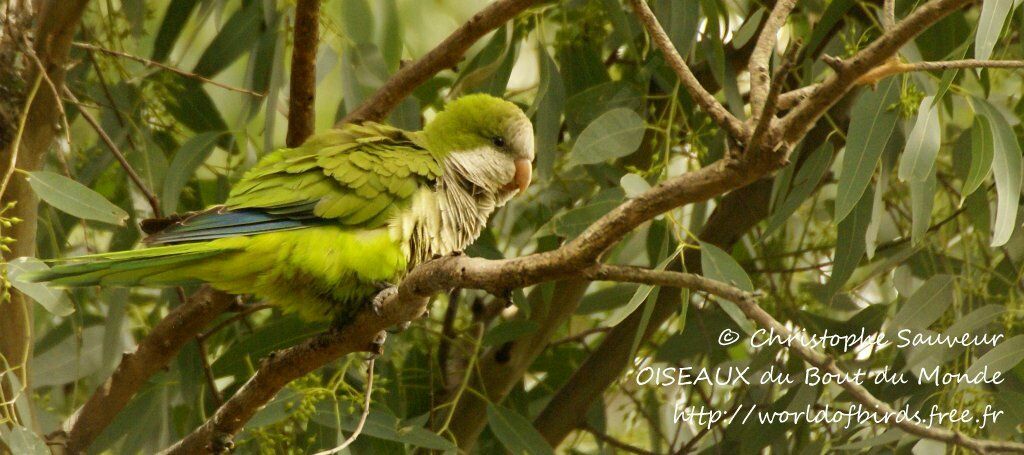 Conure veuve - Myiopsitta monachus