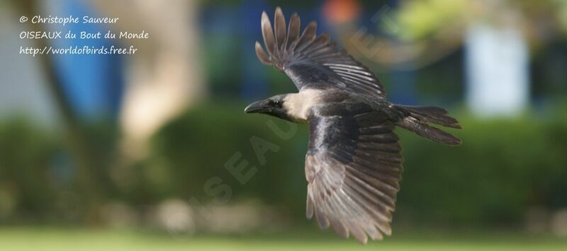House Crow, Flight