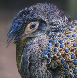 Image result for Malayan peacock-pheasant (Polyplectron malacense)