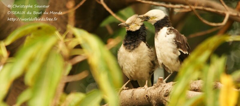 Black-collared Starling , identification, Behaviour