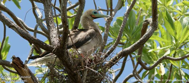 Red-footed Booby, habitat, Reproduction-nesting
