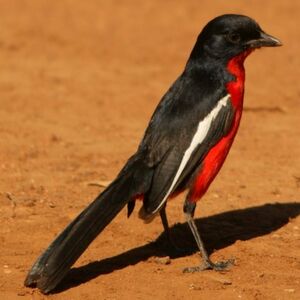 Crimson-breasted Shrike