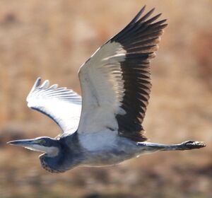 Black-headed Heron 
&copy; Christophe Sauveur