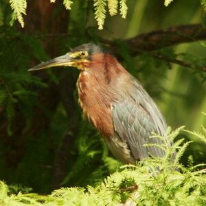 Green Heron 
&copy; Christophe Sauveur