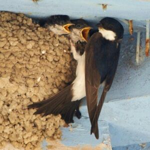 Hirondelle de fen�tre