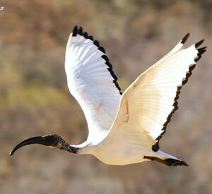 Ibis sacr� 
&copy; Christophe Sauveur