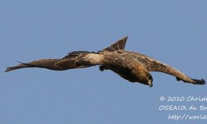 Black Kite 
&copy; Christophe Sauveur