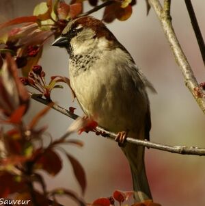 House Sparrow 
&copy; Christophe Sauveur