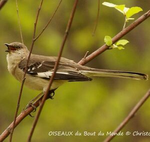 Northern Mockingbird