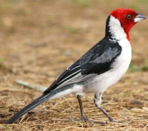 Red-cowled Cardinal