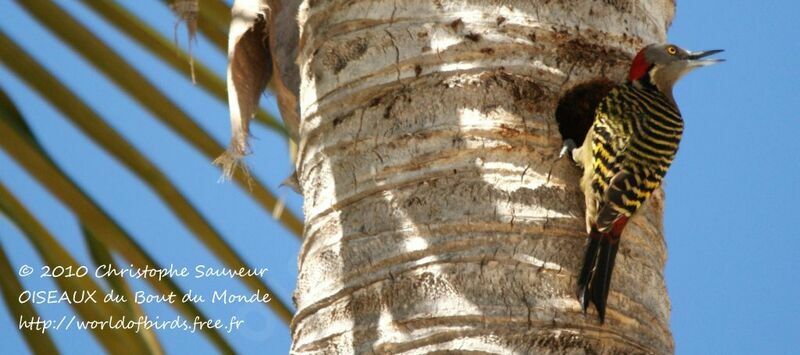 Hispaniolan Woodpecker