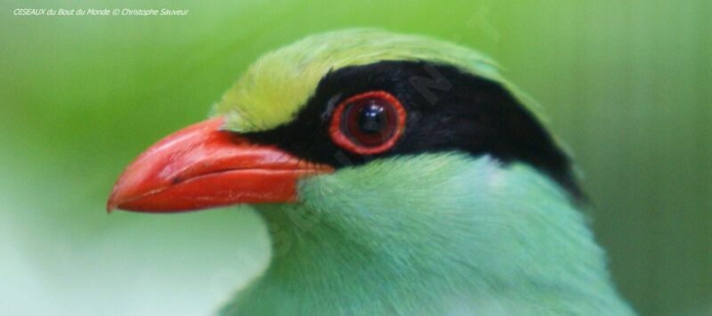 Common Green Magpie