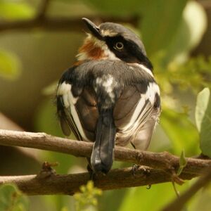 Chinspot Batis