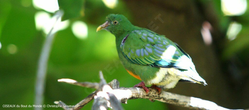 Orange-bellied Fruit Dove