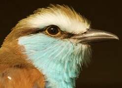 Racket-tailed Roller