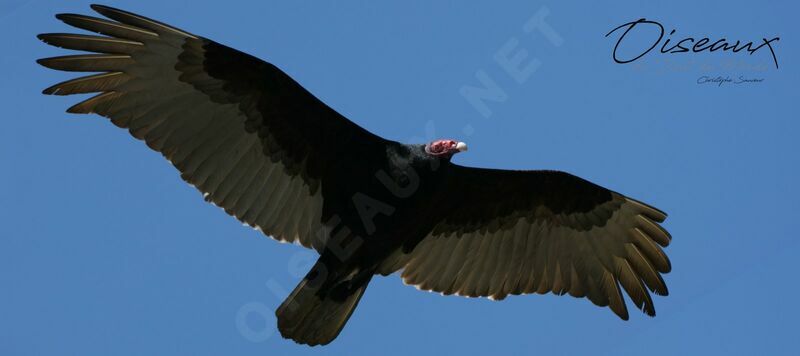 Turkey Vultureadult, aspect, Flight