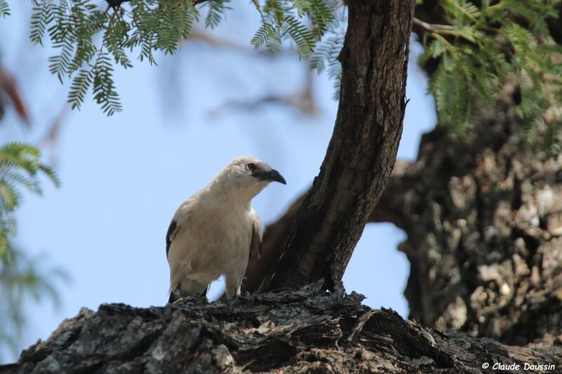 Southern Pied Babbler