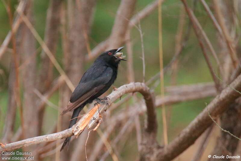 Fork-tailed Drongo, eats