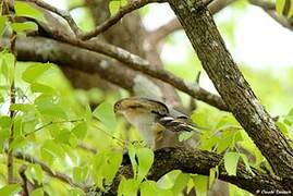 Little Sparrowhawk