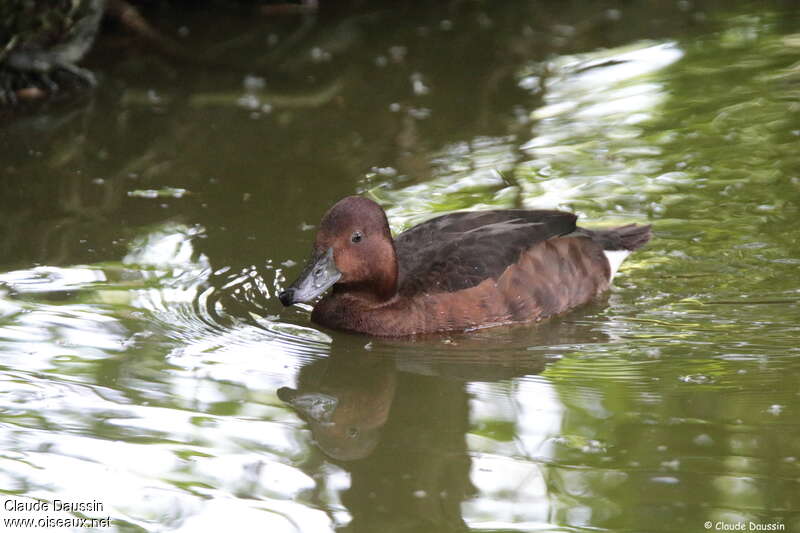 Ferruginous Duck female, identification