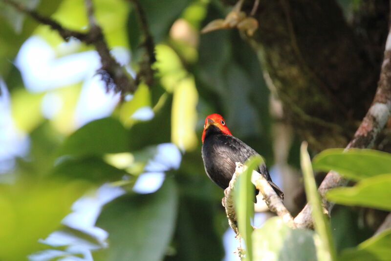 Red-capped Manakin male adult