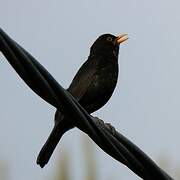 Common Blackbird
