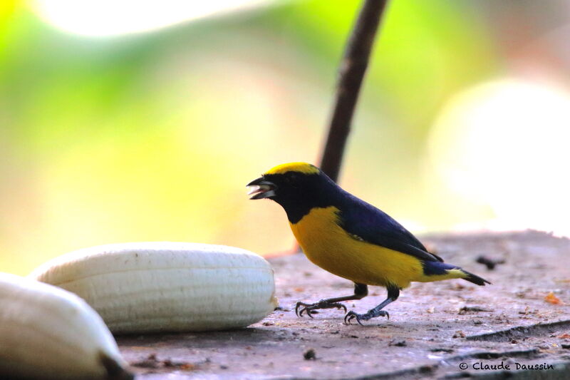 Yellow-crowned Euphonia male adult, eats