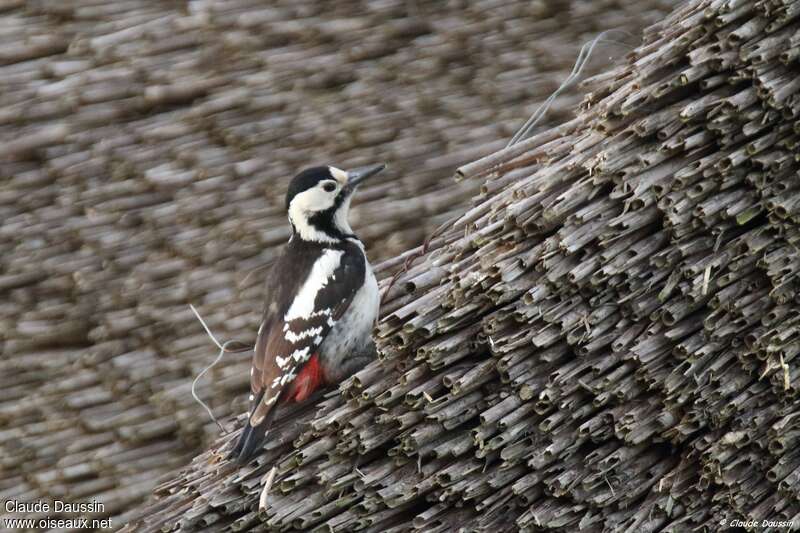Syrian Woodpecker female adult, identification