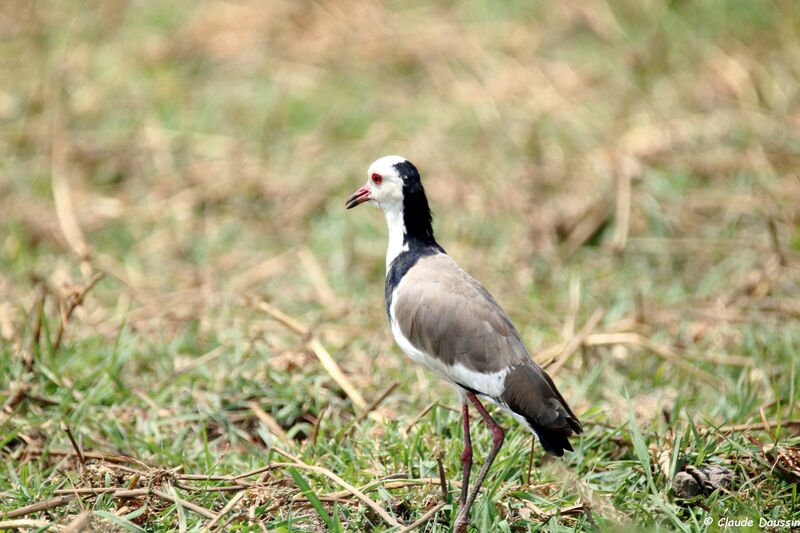 Long-toed Lapwing