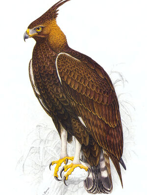 Aigle huppard
