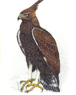 Aigle huppard