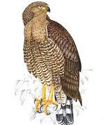 Southern Banded Snake Eagle