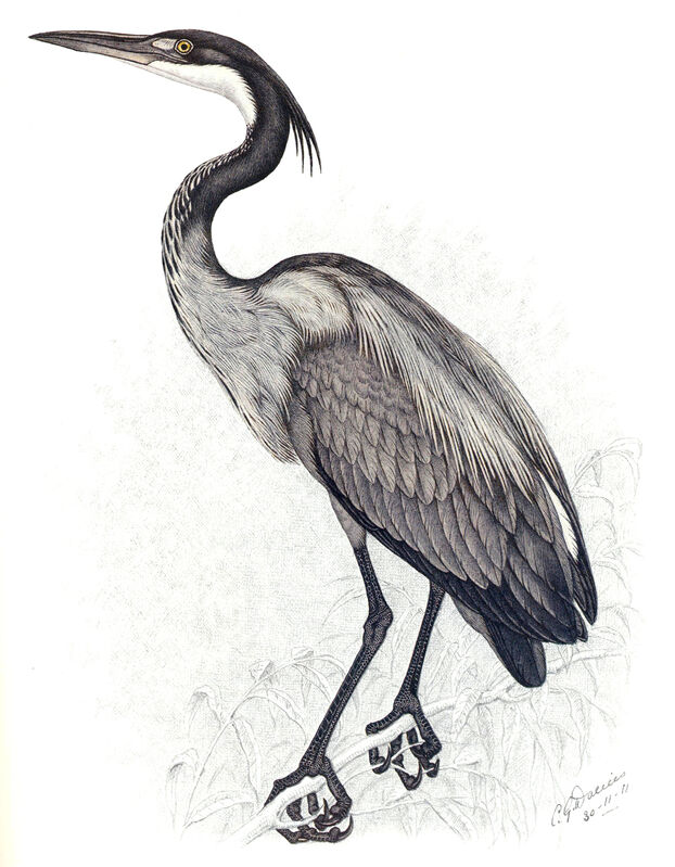 Black-headed Heron