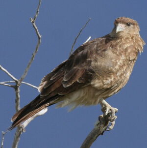 Caracara chimango