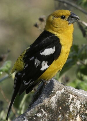 Southern Yellow Grosbeak