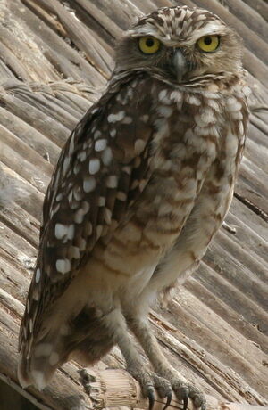 Burrowing Owl