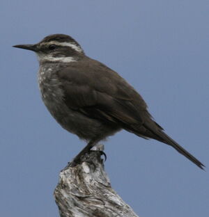 Dark-bellied Cinclodes