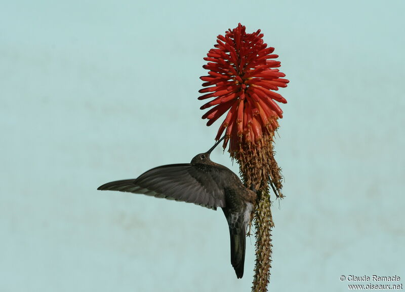 Giant Hummingbirdimmature, Behaviour