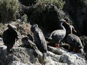 Cormoran de Gaimard