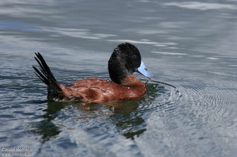 Andean Duck male adult breeding, identification, Behaviour