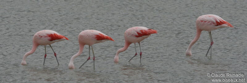 Chilean Flamingoadult, identification