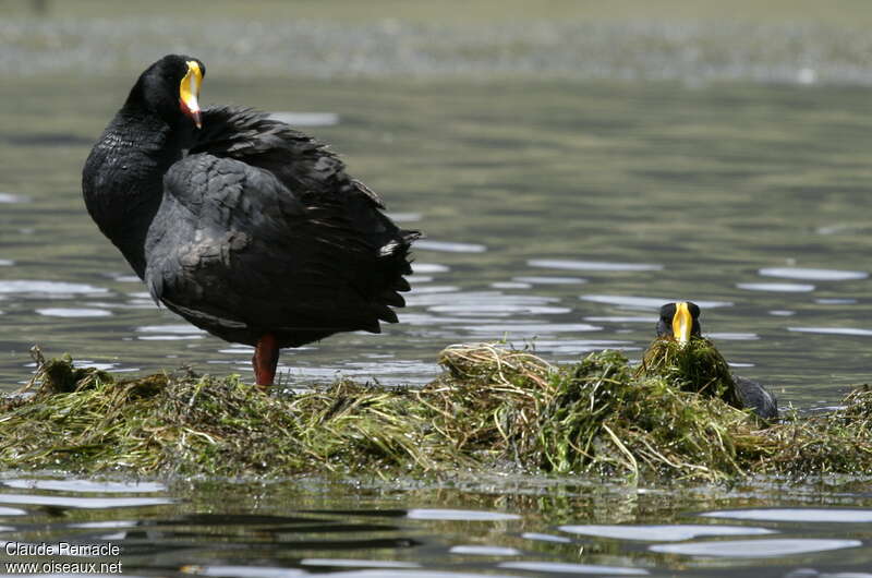 Giant Coot, Reproduction-nesting