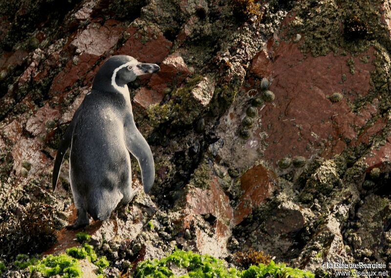 Humboldt Penguinadult breeding, identification