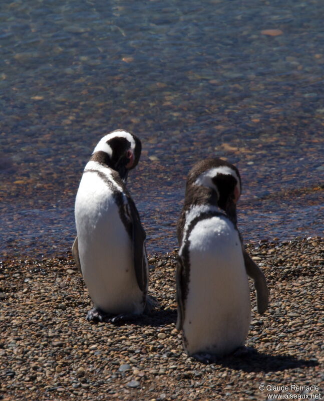 Magellanic Penguinadult breeding, Behaviour