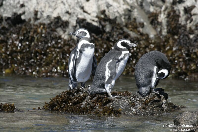 Magellanic Penguinadult breeding, identification