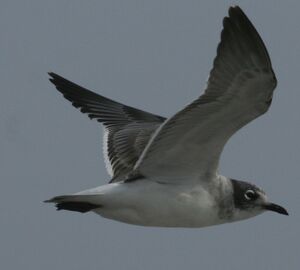 Franklin's Gull